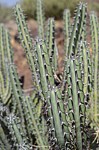 Euphorbia vulcanorum Marsabit severne Kenya 2014_1336.jpg